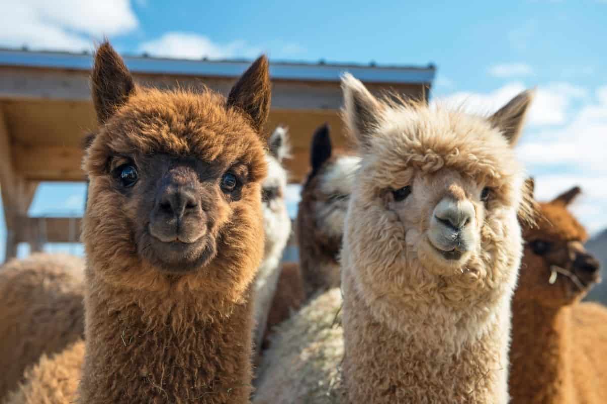 A group of alpacas standing next to each other, showcasing some alpaca fun facts.