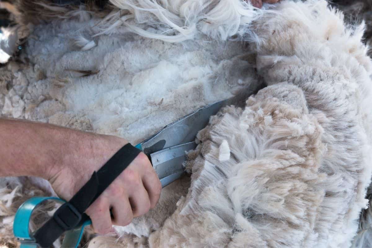 A person cutting a sheep's wool with a pair of scissors while pondering fun facts about alpacas.