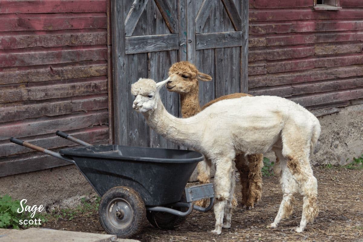 Two alpacas standing next to a wheelbarrow, showcasing some interesting alpaca facts.