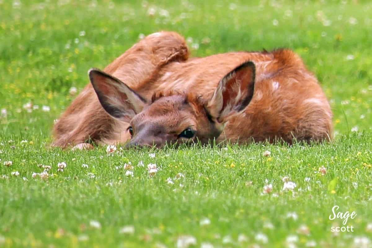 A baby elk, also known as a calf, peacefully resting in the grassy meadows of Montana.