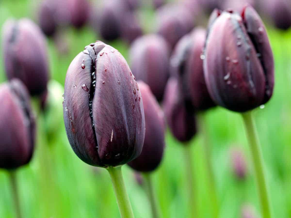 A group of black tulips with water droplets showcasing their captivating colors.