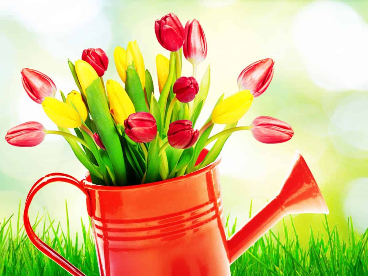 A vibrant red watering can overflowing with a bouquet of stunning tulips.