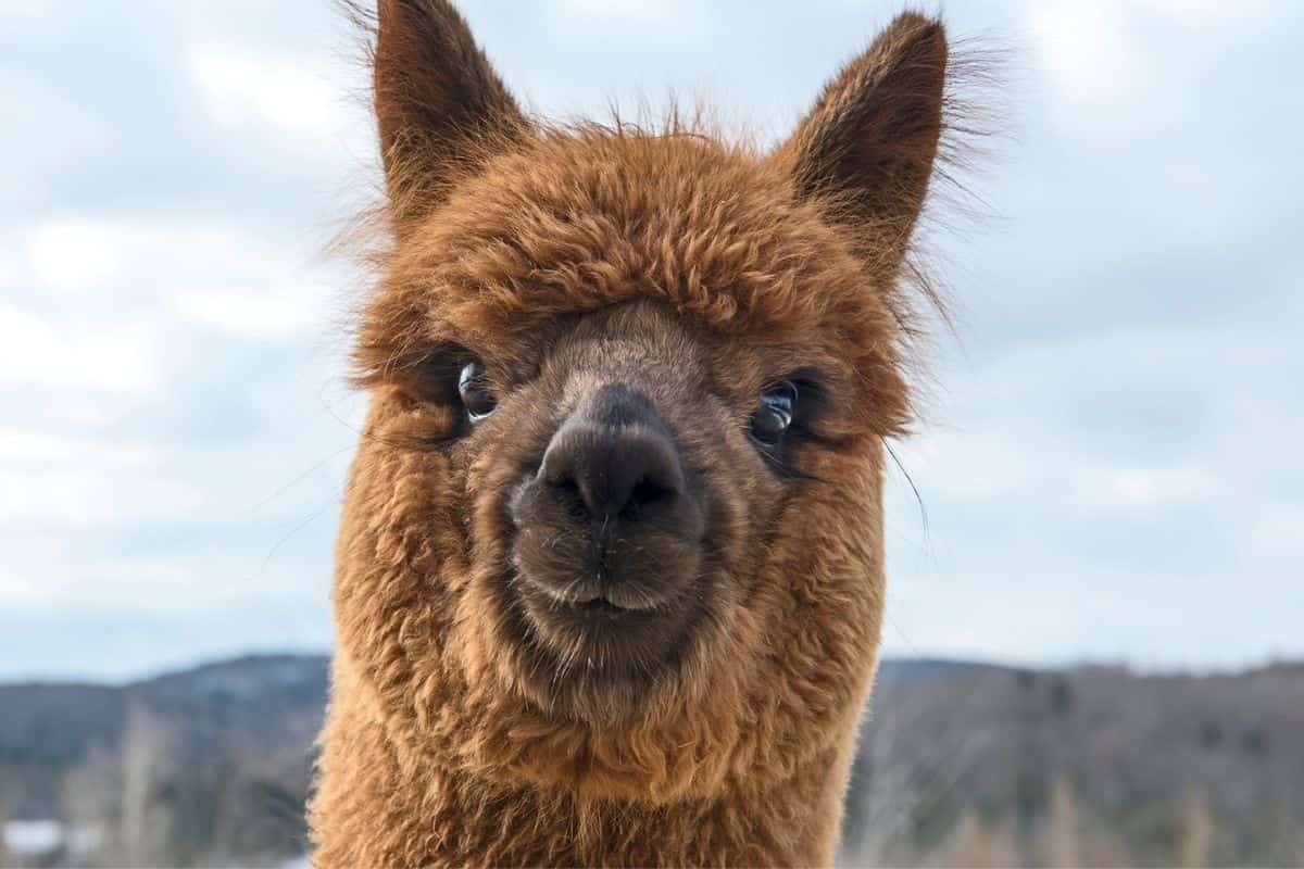 A close up of an alpaca looking at the camera, revealing interesting alpaca facts.