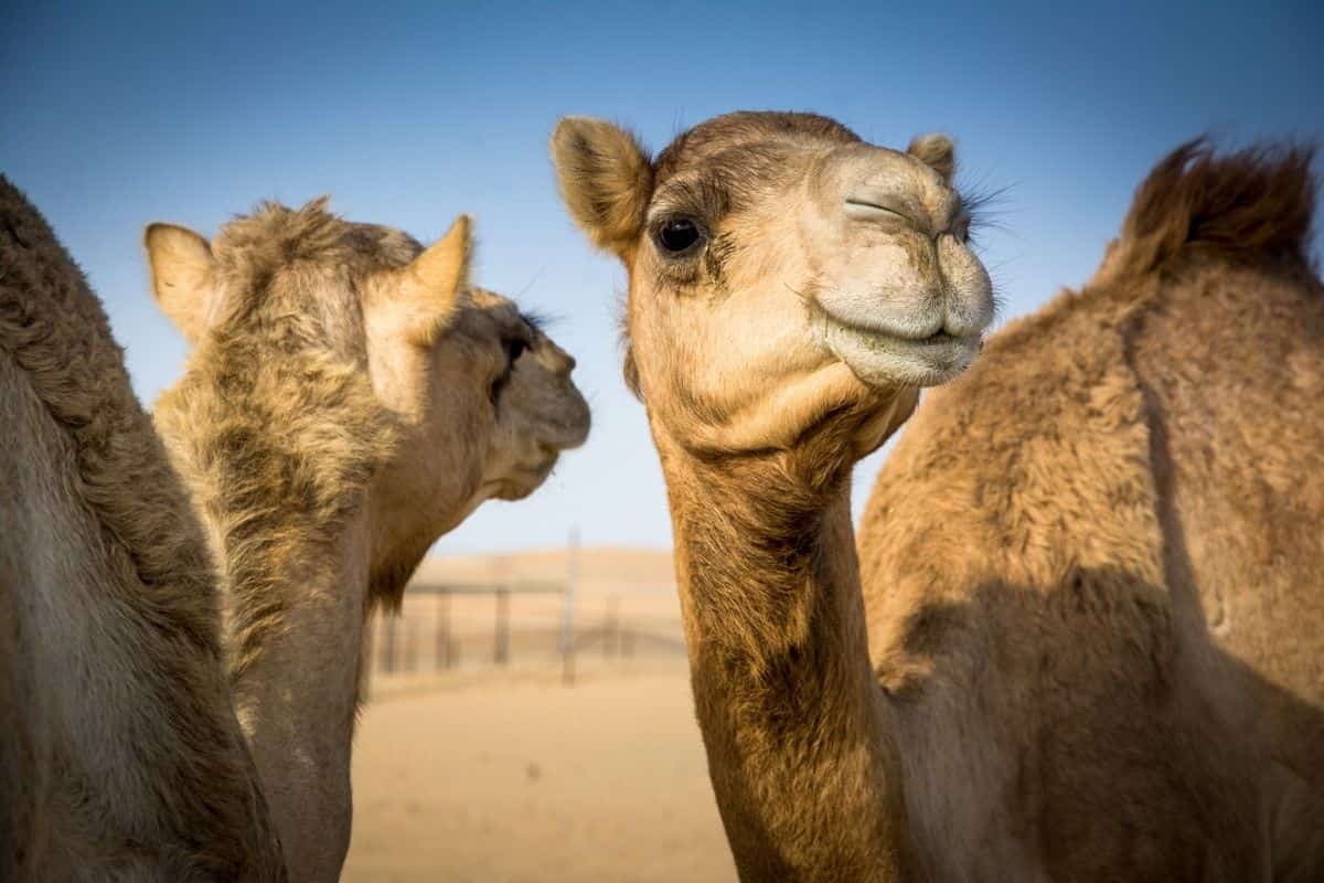 Two camels staring at each other in the desert while contemplating fun facts about alpacas.