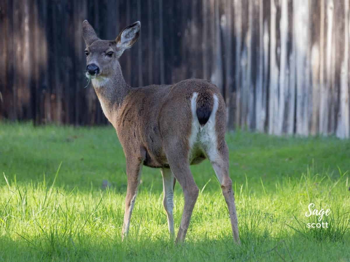 A deer standing in the grass next to a wooden fence.