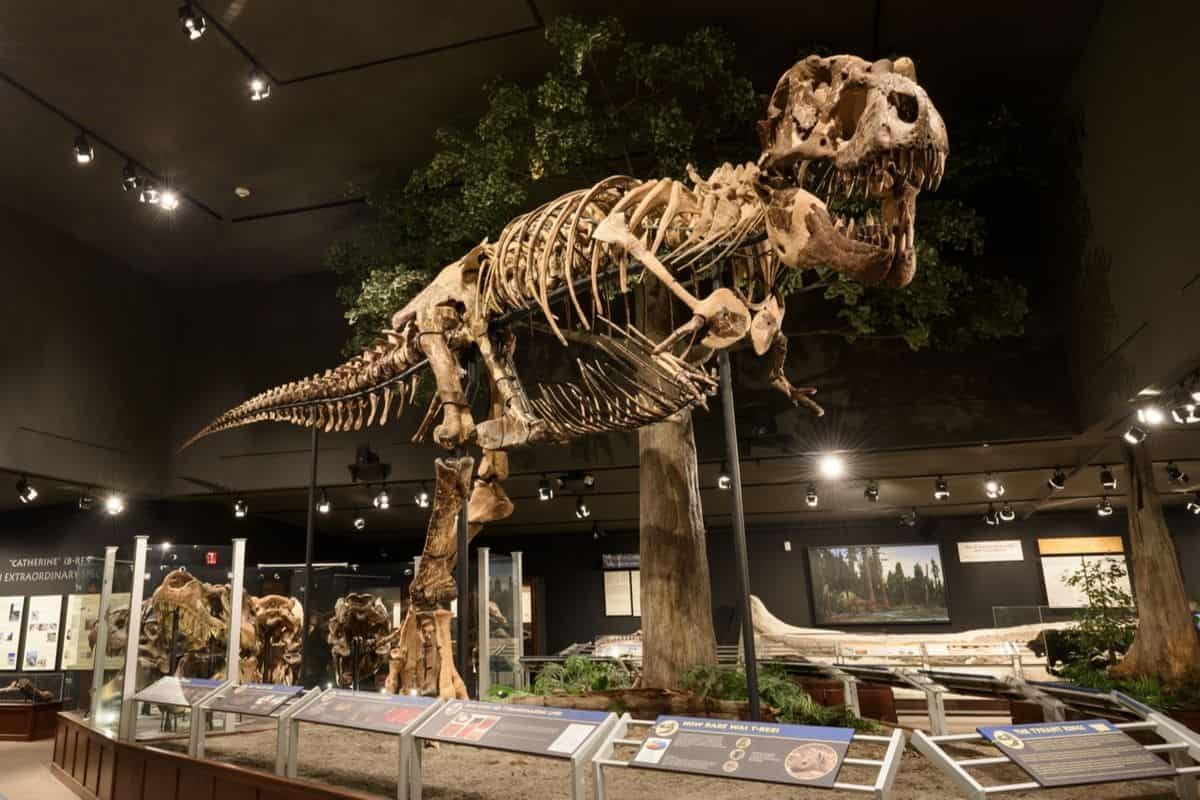 Description: An impressive t - rex skeleton is displayed in a museum in Montana.
