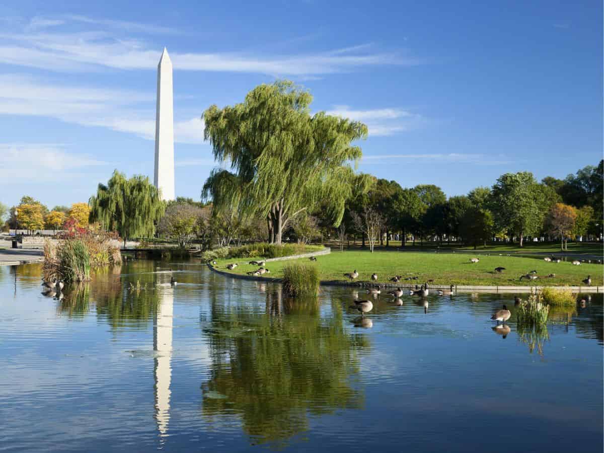 A pond with ducks on the National Mall.