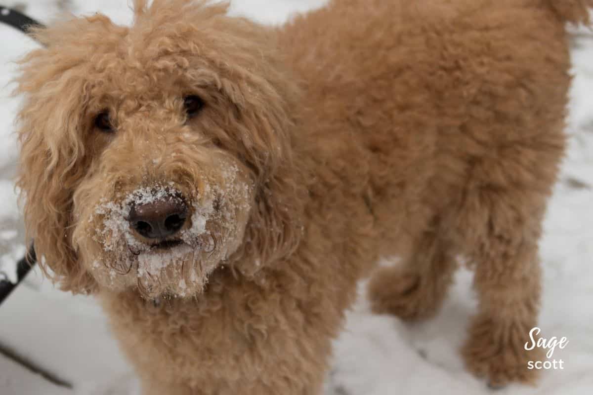A brown poodle standing in the snow.