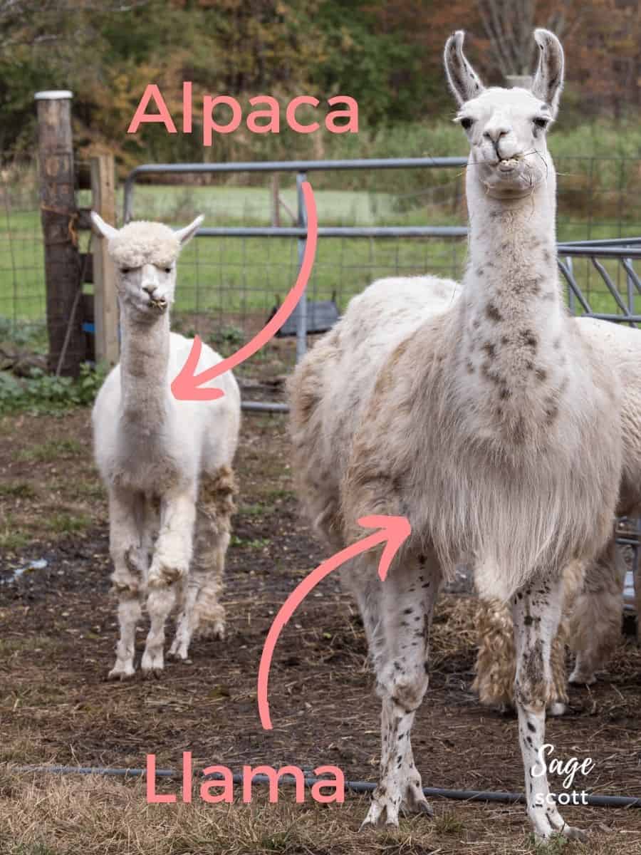 Two alpacas and a llama standing next to each other, showcasing interesting alpaca fun facts.