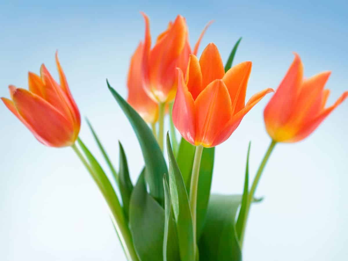 Orange tulips in a vase, representing the vibrant colors of tulips, set against a serene blue background.