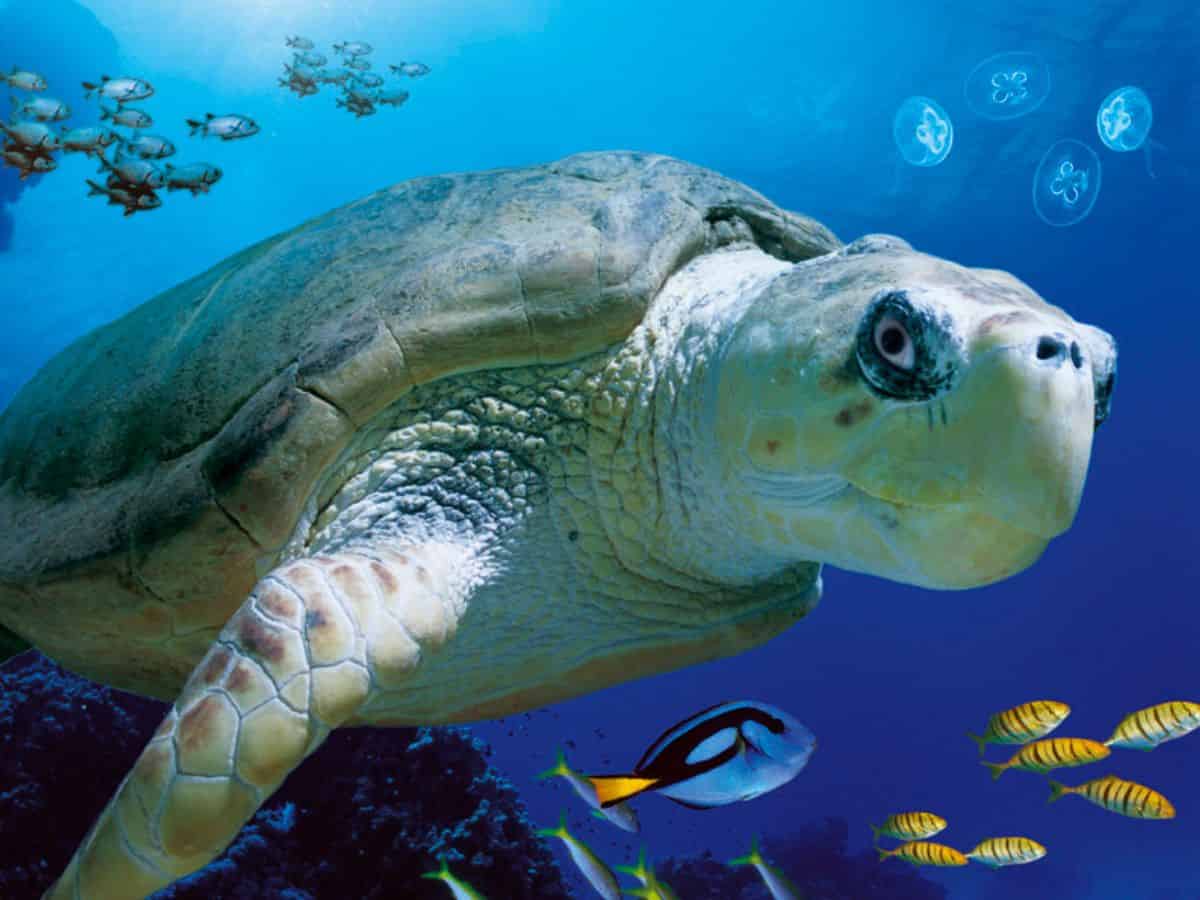 A turtle swimming in the ocean surrounded by vibrant fish and colorful coral.