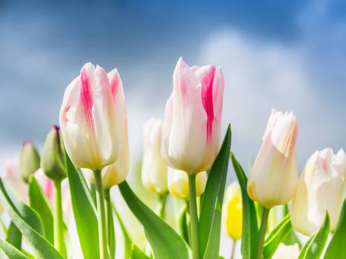 Tulip colors: White and pink tulips against a blue sky.