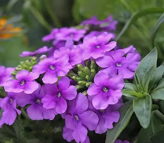 2000-Mix Verbena Seeds for Planting,Wild Flower & Ground Cover Plants