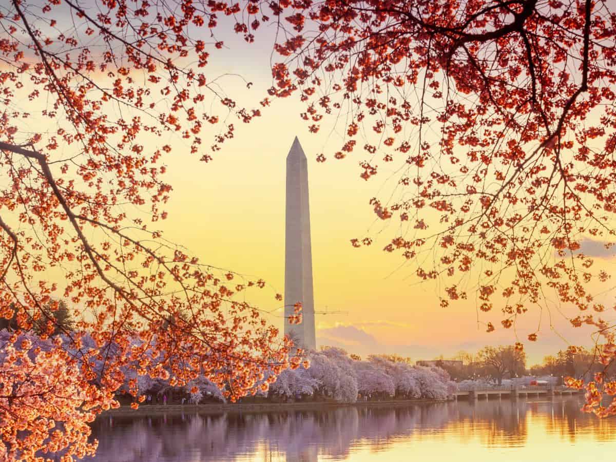 The Washington Monument in Washington D.C. framed by cherry blossoms in the spring.