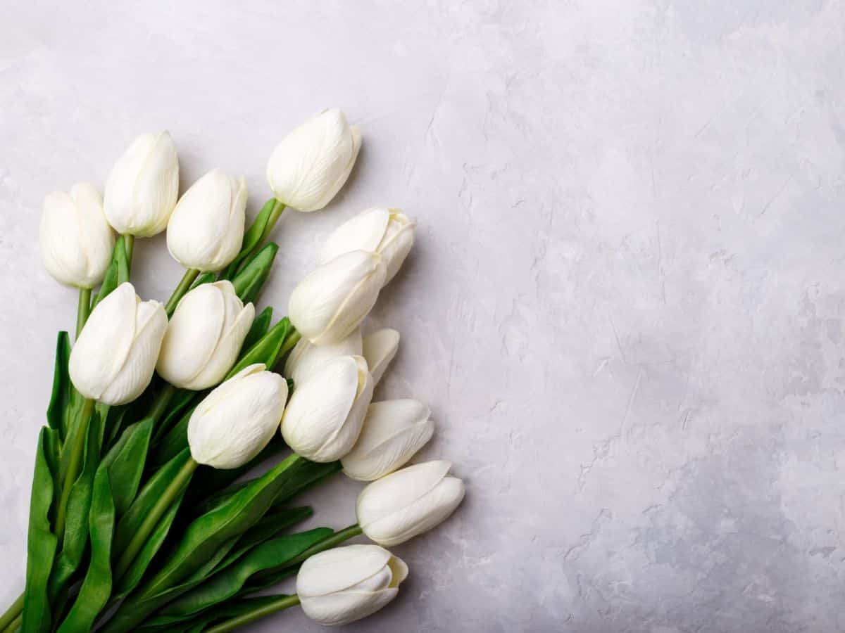 White tulips on a gray background represent tulip color.