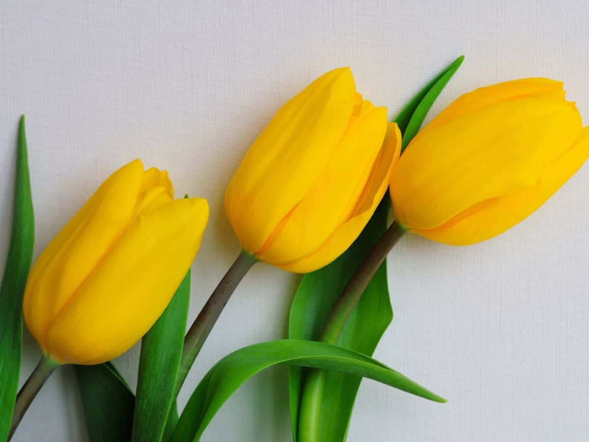 Three yellow tulips on a white background symbolize the vibrant beauty and joy of tulip colors.