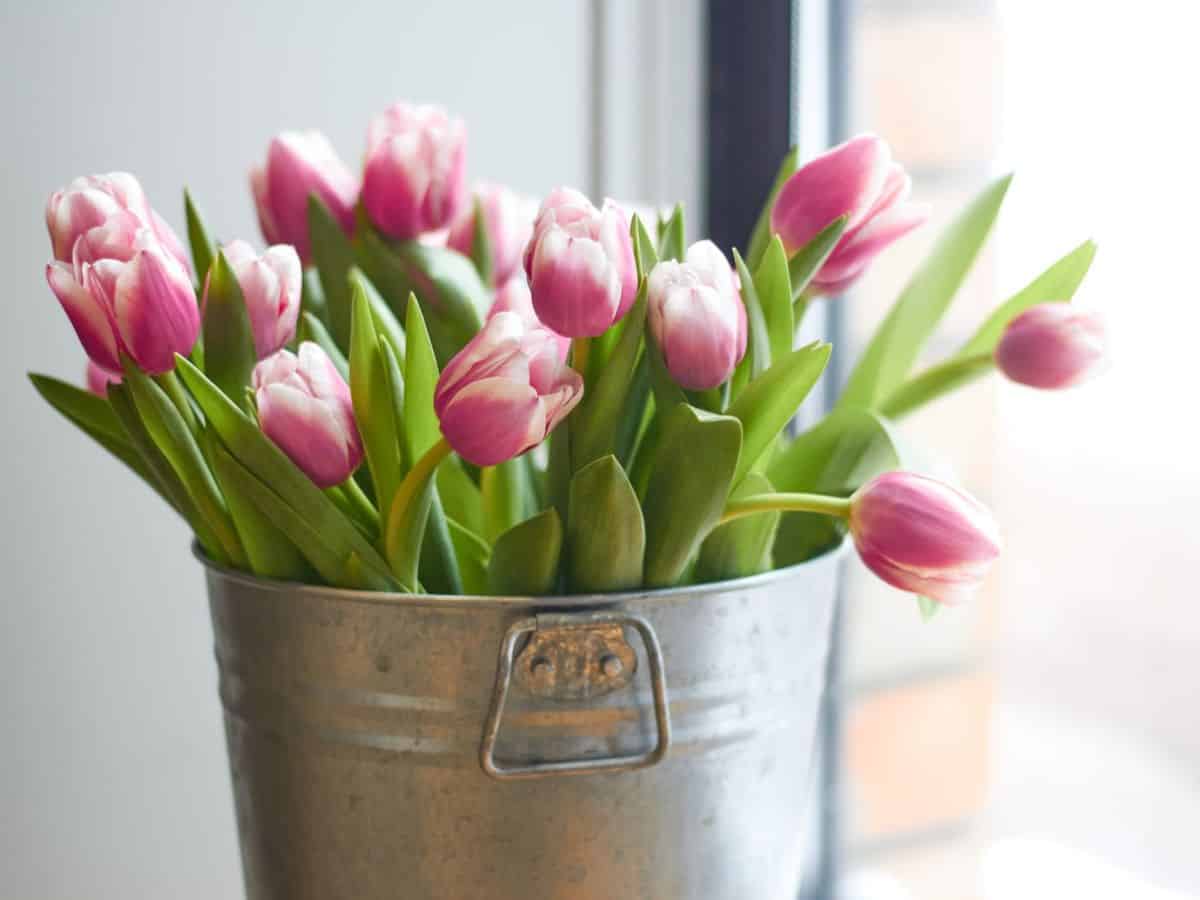 Striped pink tulips in a silver bucket on a window sill.