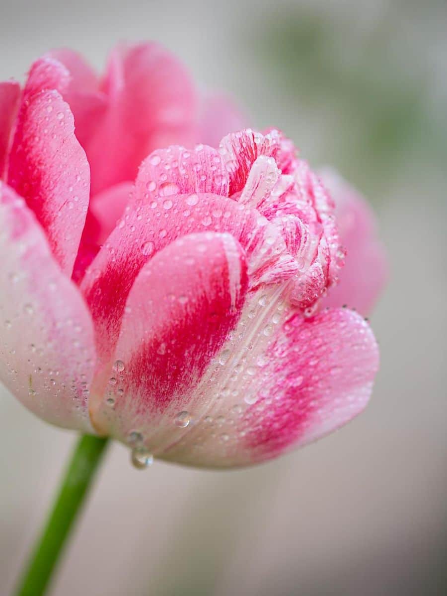 A pink double tulip with water droplets on it.