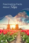Tulips and windmills with the text fascinating facts about tulips.