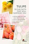 Tulips 15 fun facts surprise you.