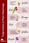 A chart of tulip colors and their meanings.