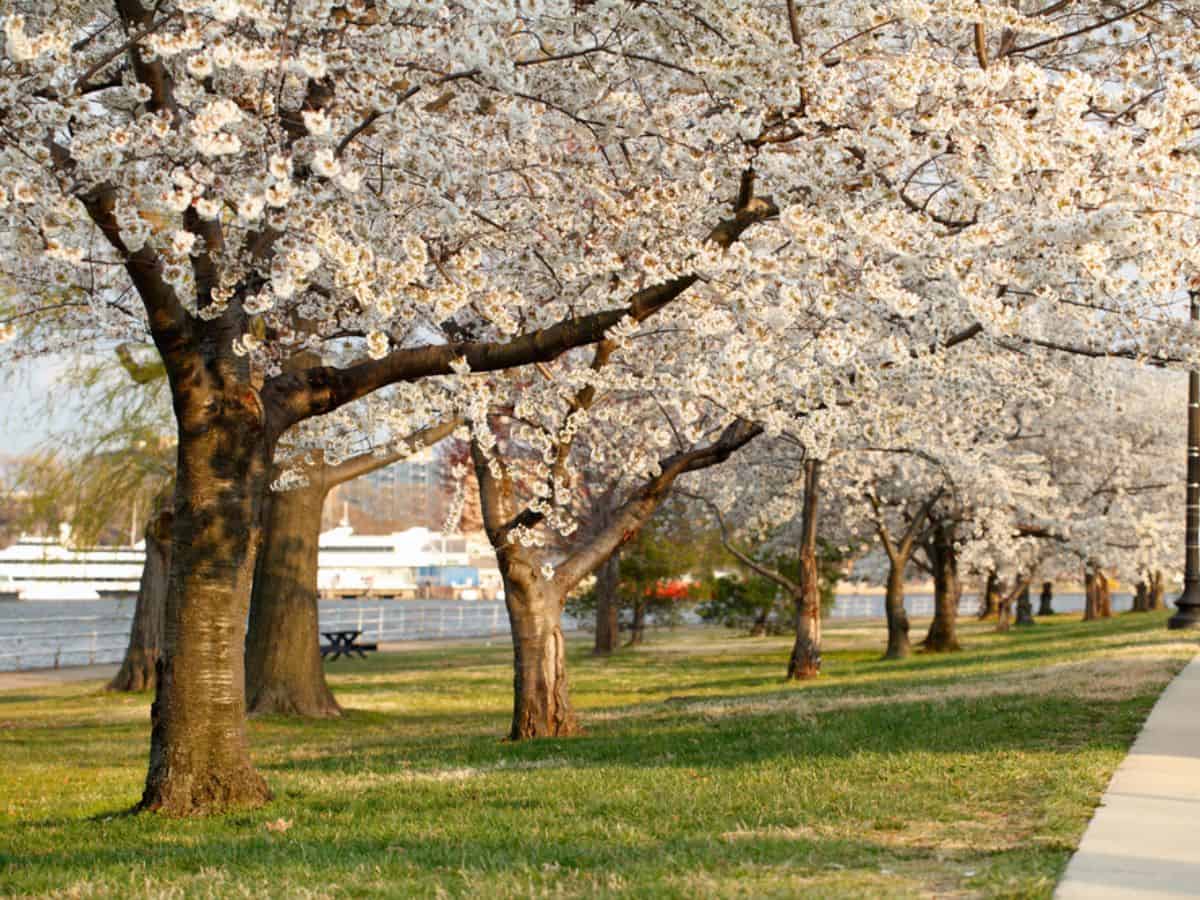 Cherry blossoms in Washington DC's East Potomac Park.