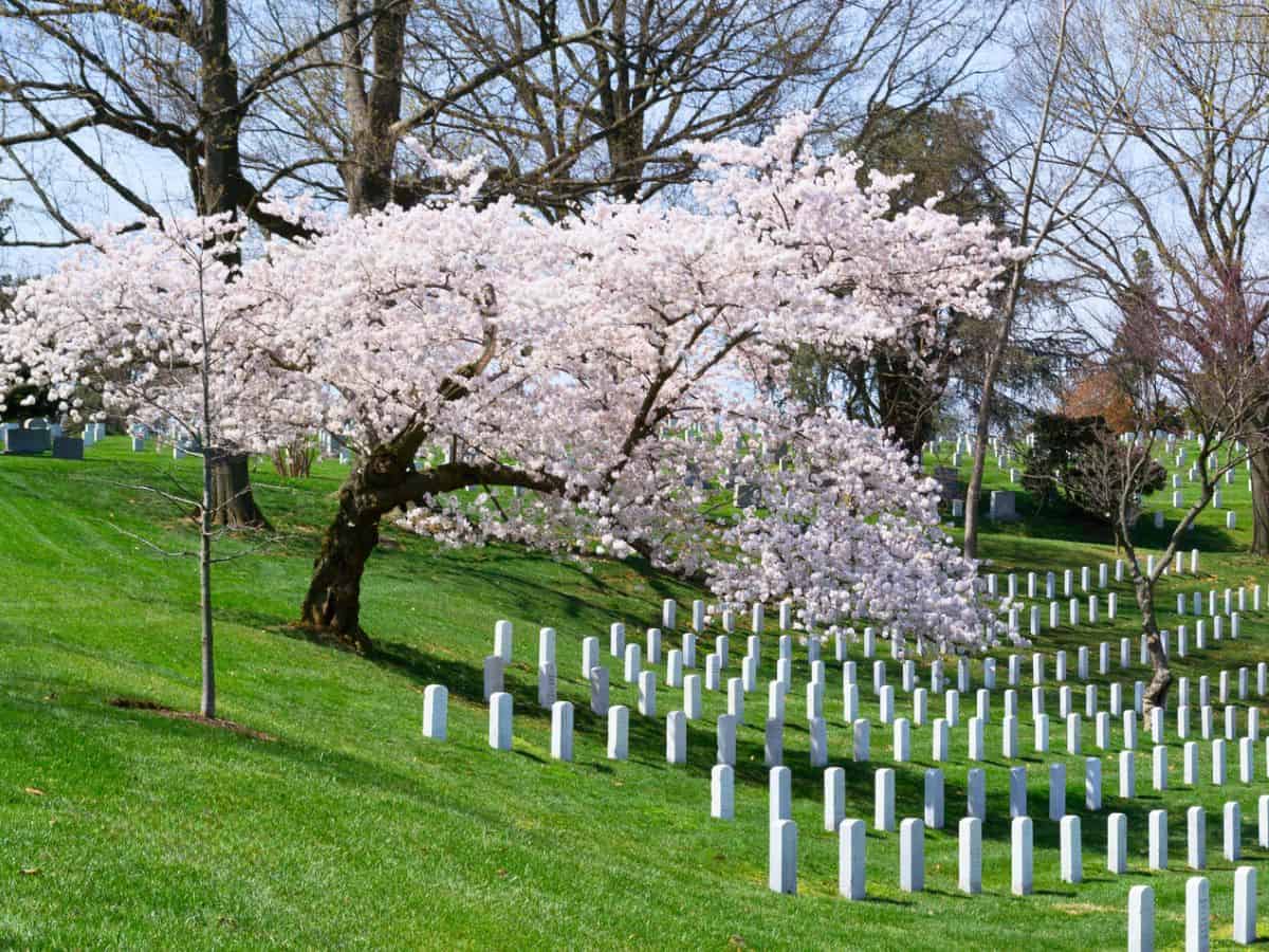 Cherry blossoms at Arlington National Cemetery in Washington, DC.
