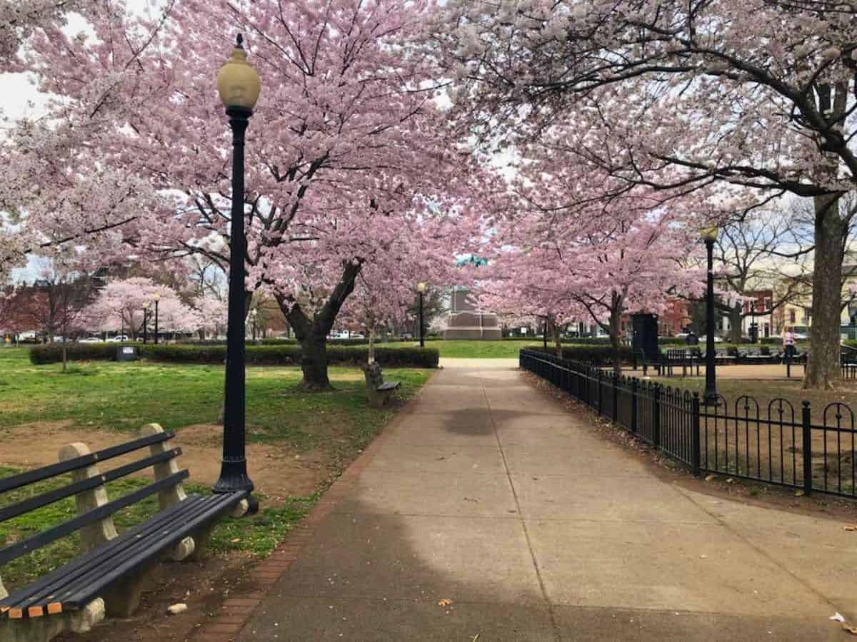 DC's Stanton Park with cherry blossom trees and benches.