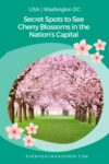 Usa washington secret spots to see cherry blossoms in the nation's capital.