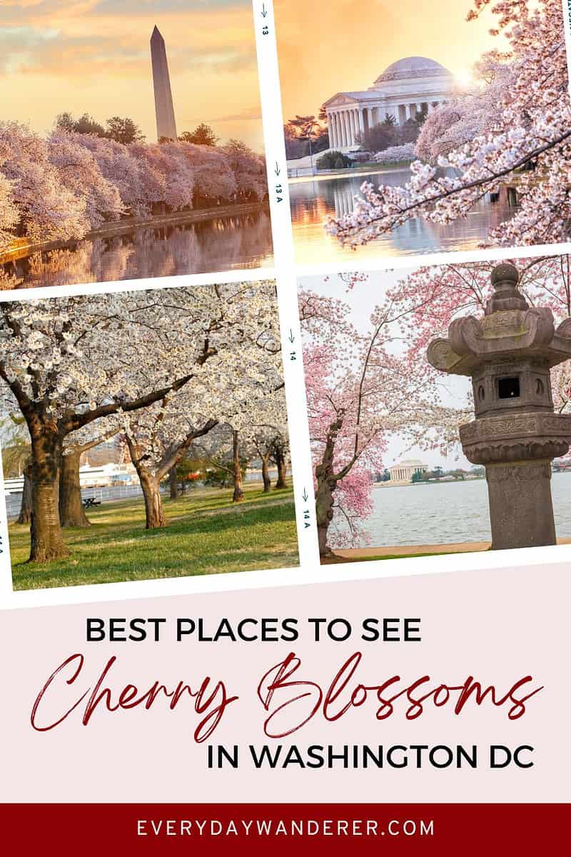 Best places to see cherry blossoms in washington dc.