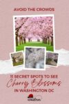 Avoid the crowds 11 secret spots to see cherry blossoms in washington dc.