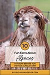 10 fun facts about alpacas.