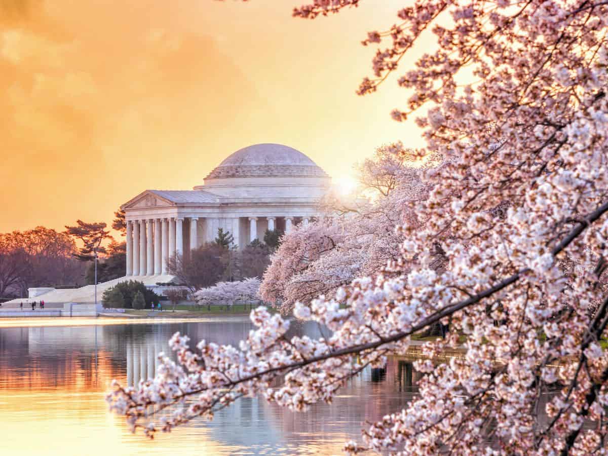 Jefferson Memorial framed by pink cherry blossoms.