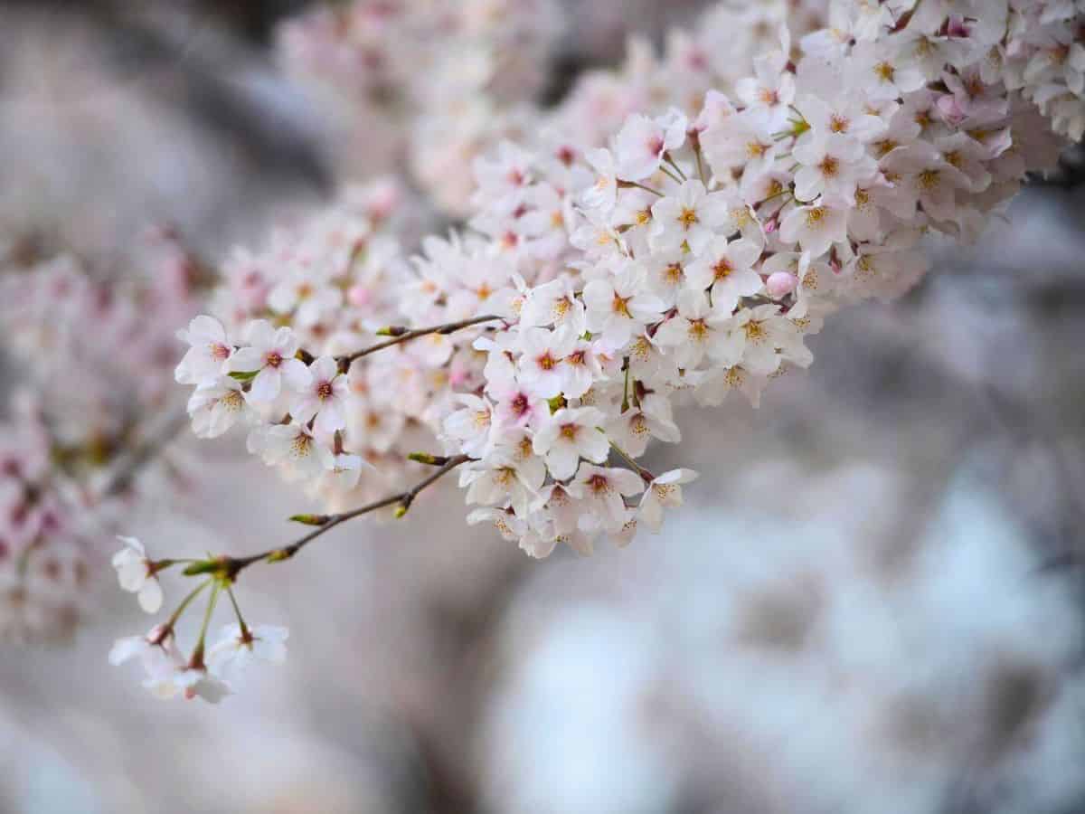 A close up of a cherry blossom tree.