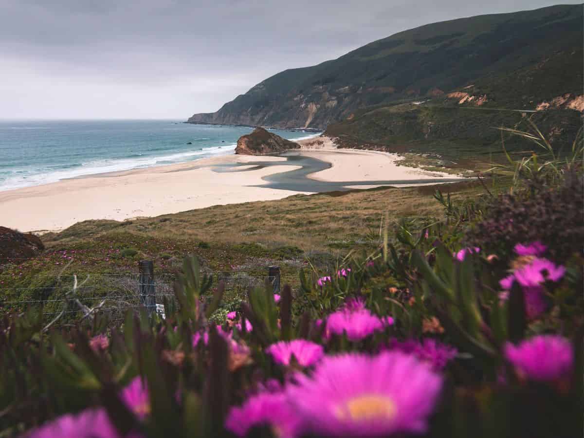 A beach in San Francisco with purple flowers and a rocky shore.