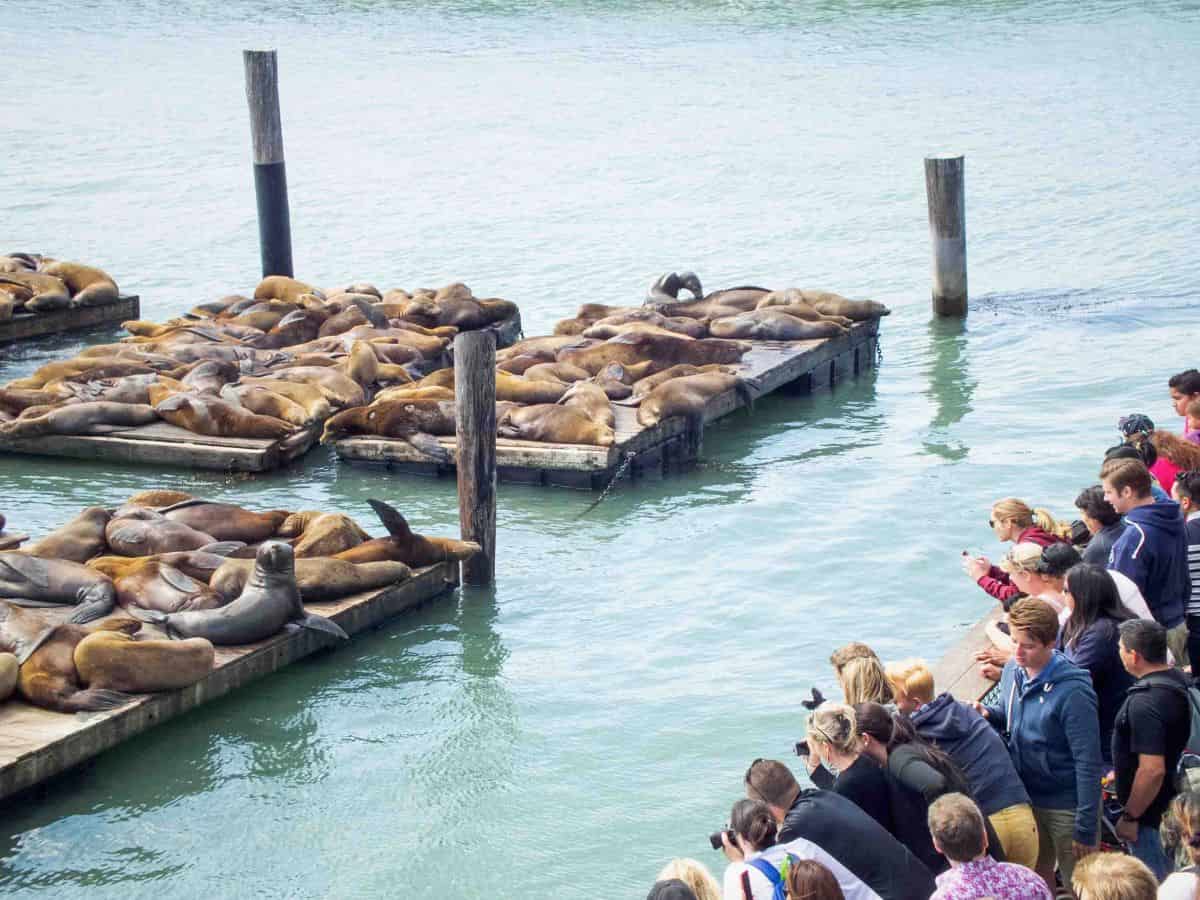 Sea lions drawing crowds of tourists at Pier 39 in San Francisco.