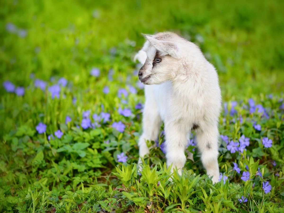 A young goat standing among blue flowers on a green lawn at Grant's Farm in St. Louis.