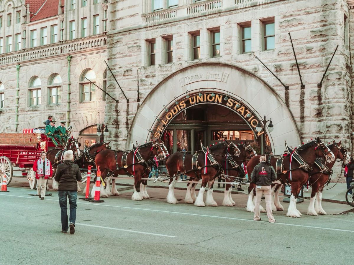 A team of Clydesdale horses in front of St. Louis Union Station.