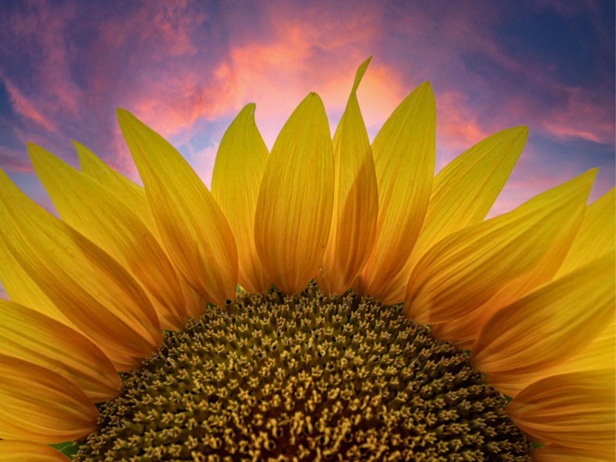 Close-up of a sunflower against a colorful sunset sky.