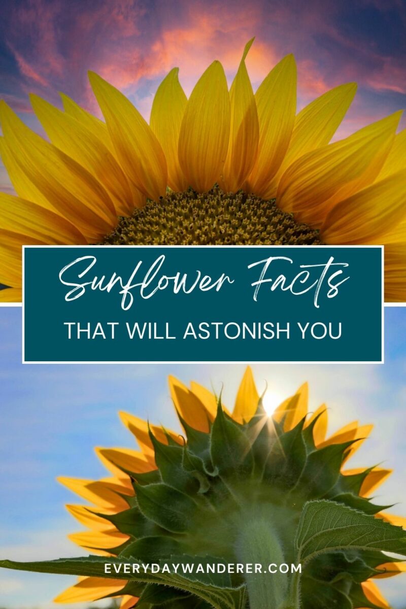 Sunflower against a colorful sky with text overlay about sunflower facts.