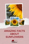 A collage of sunflower images with the title "amazing facts about sunflowers" on a textured pink background.