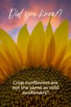 A close-up view of sunflower petals against a dramatic sky, with an educational caption about cultivated sunflowers.