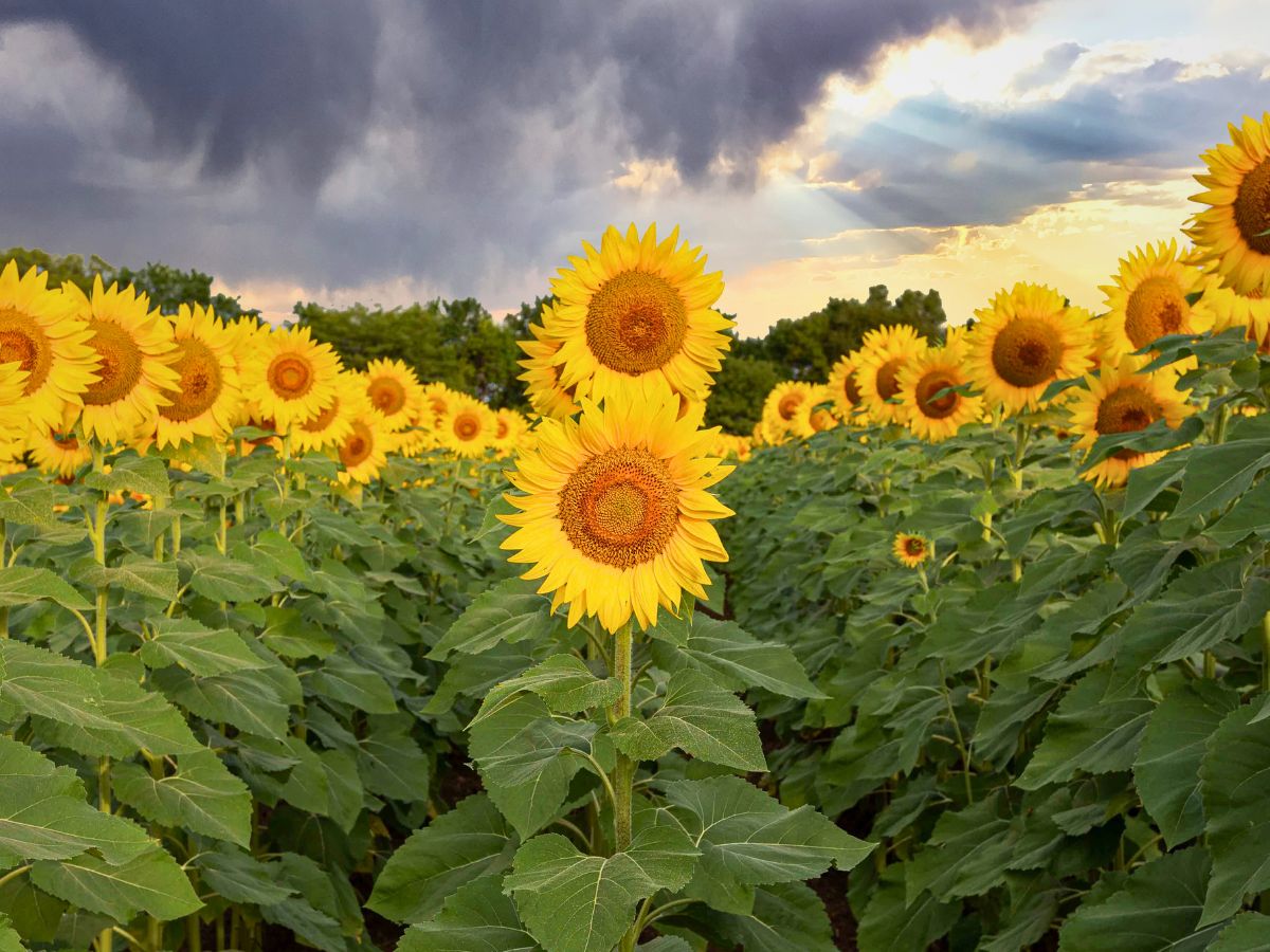 A field of sunflowers under a cloudy sky at sunset.