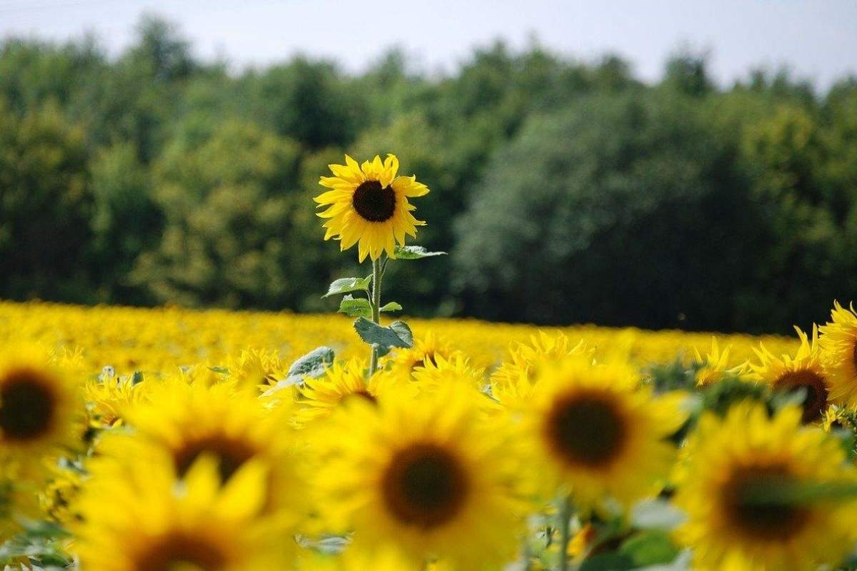 A single sunflower stands tall above a field of sunflowers.