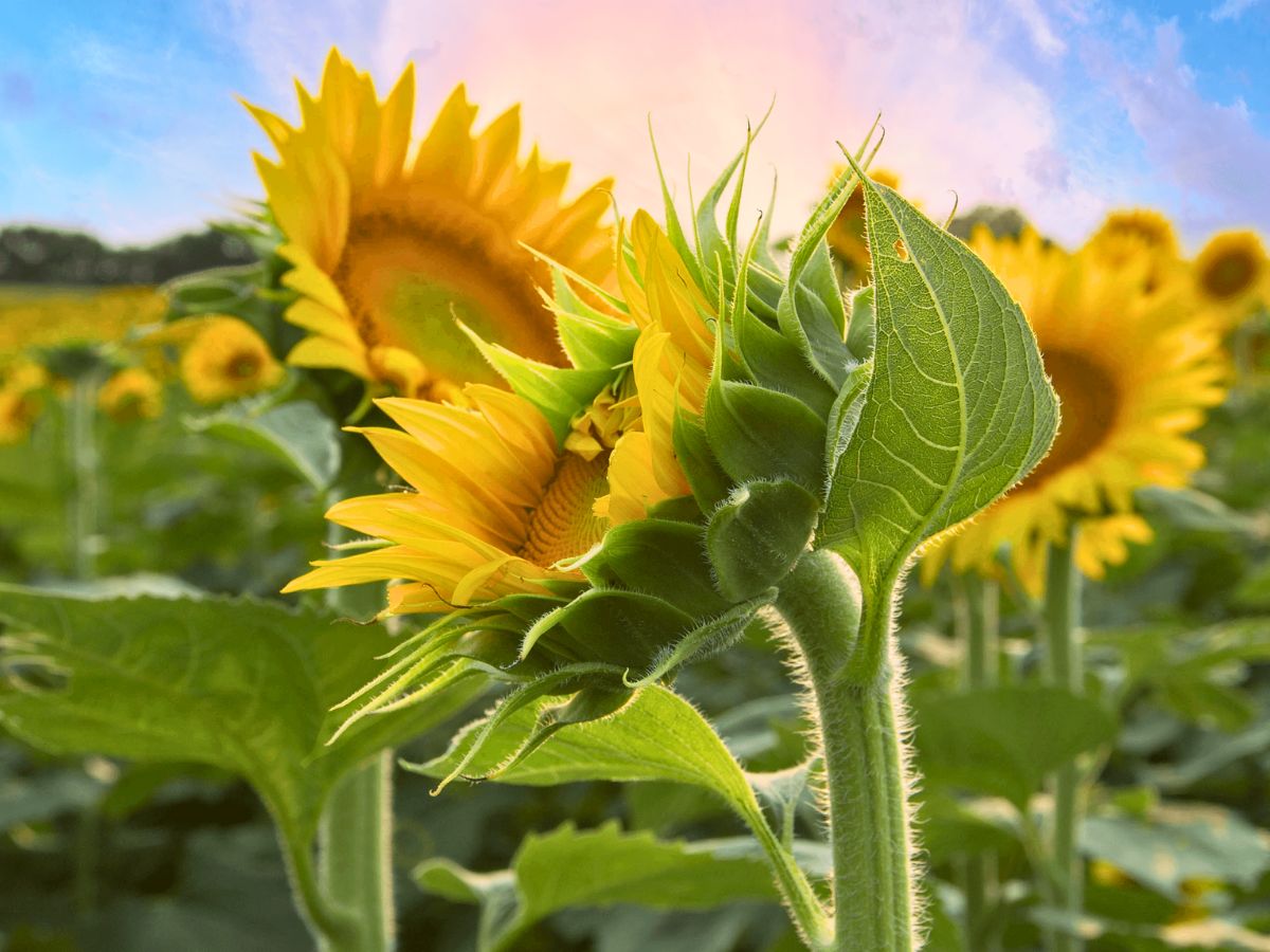 Sunflowers blooming in a field with a sunrise in the background.