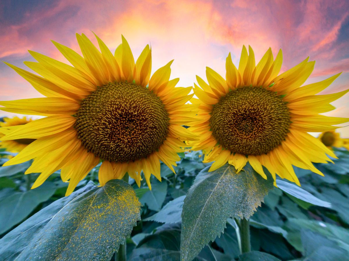 Two vibrant sunflowers against a sunset sky.