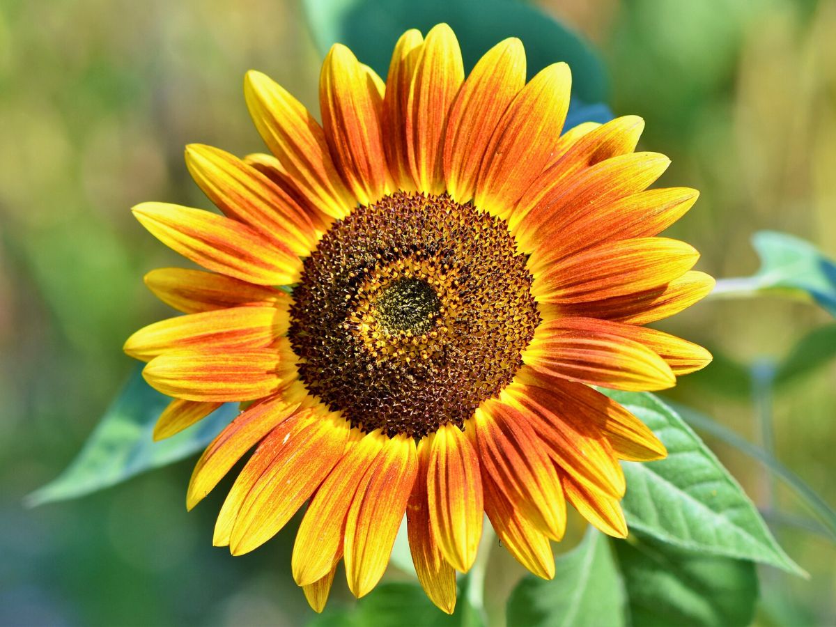 A vibrant sunflower with yellow and red petals in full bloom.