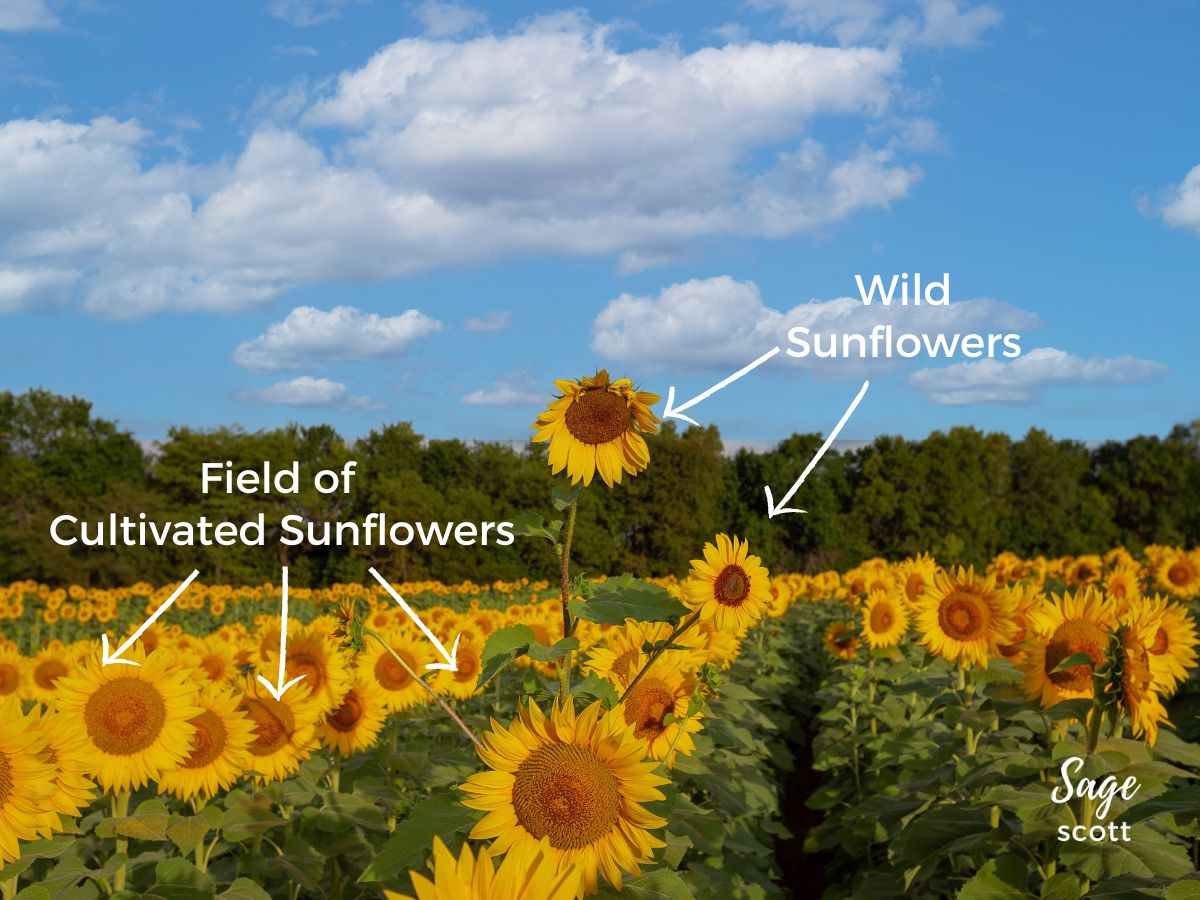 Blooming sunflower field with a mix of cultivated and wild sunflowers under a blue sky with clouds.