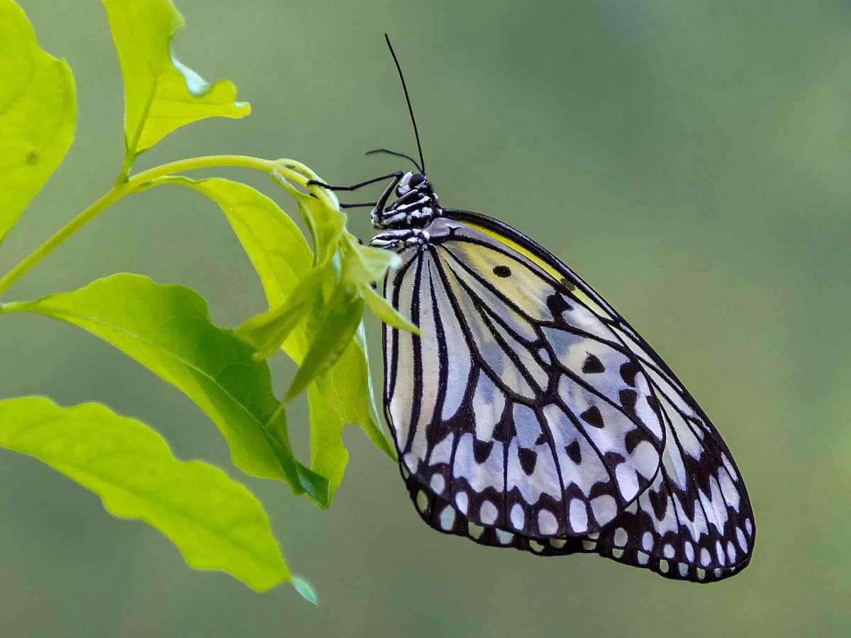 A paper kite butterfly resting on a green leaf, with detailed black and white wing patterns against a soft green background.