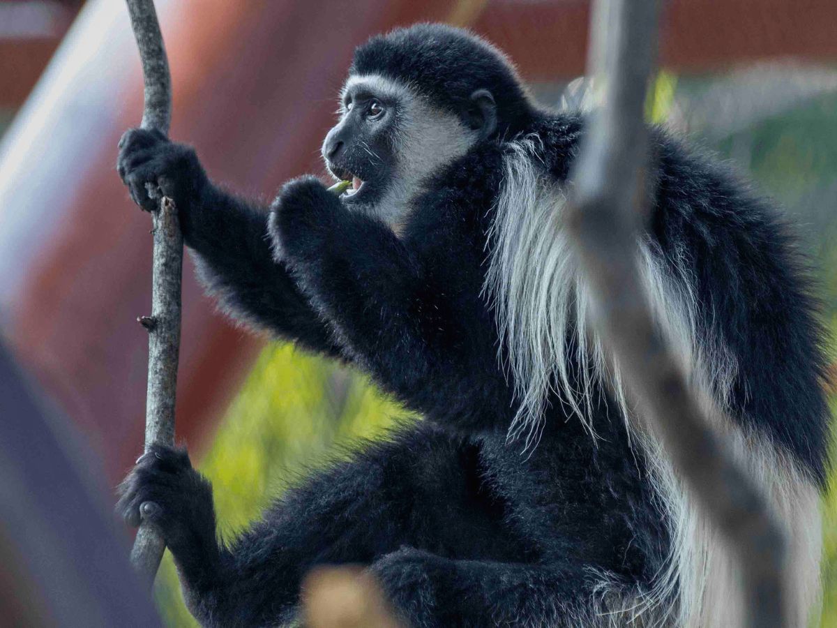A black and white colobus monkey sitting on a branch, eating a leaf.